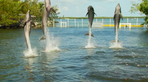 Dolphins performing in lake Stockbeeldmateriaal 57815098
