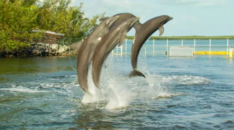 Dolphins performing in lake Stock Footage 57815115