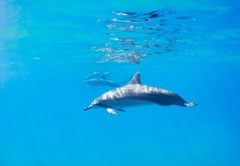 Dolphins Stock Photos