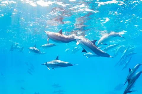 Dolphins Stock Photos