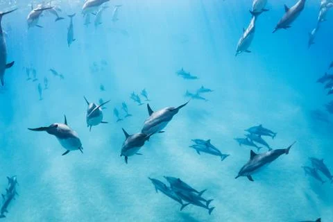 Dolphins Foto stock