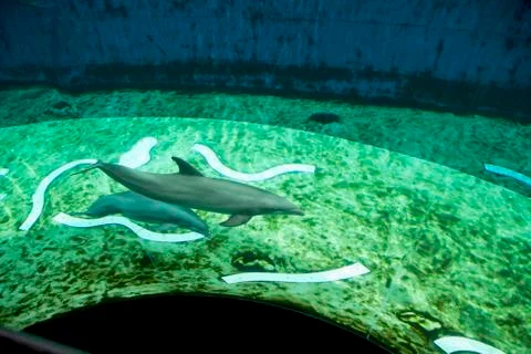 Dolphins Stock Photos