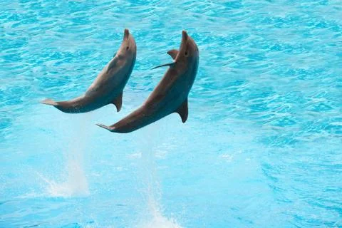 Dolphins Stock Photos