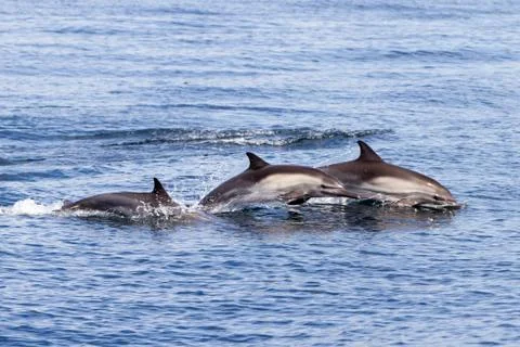 Dolphins Stock Photos