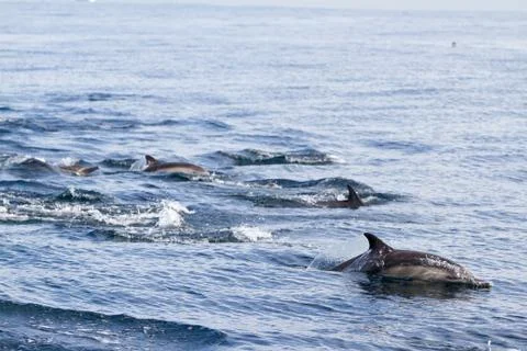 Dolphins Foto stock