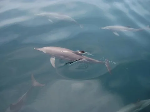 Dolphins Stock Photos