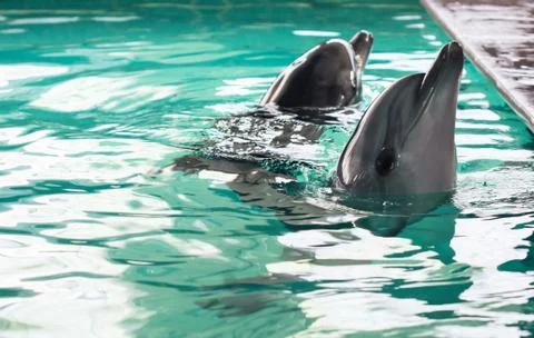 Dolphins Stock Photos