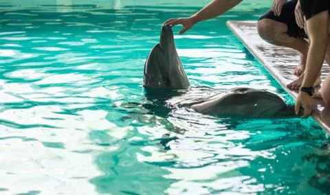 Dolphins Stock Photos
