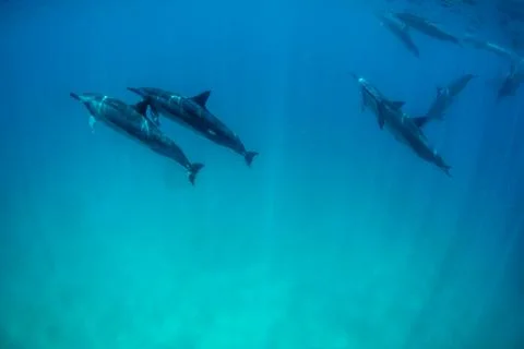 Dolphins Stock Photos