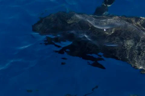 Dolphins Stock Photos