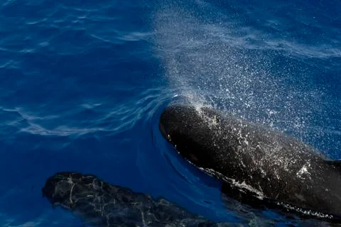 Dolphins Stock Photos