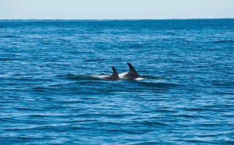 Dolphins Stock Photos