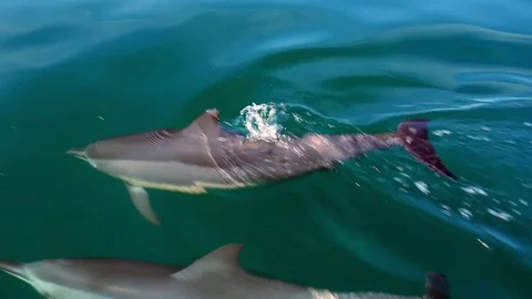 Dolphins play and chase each other in ocean shining in sun. Sri Lanka Видео 72931620