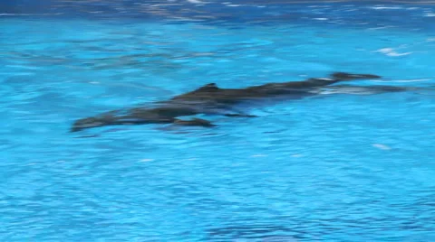 Dolphins at play Stock Footage 5395797