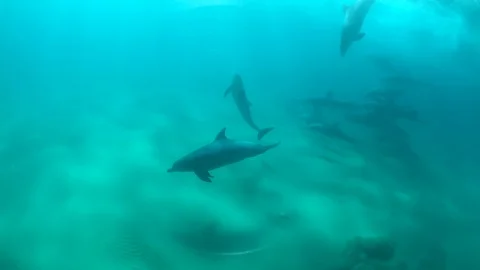 Dolphins Playfully interacting with the camera and passing by 動画素材 127352774