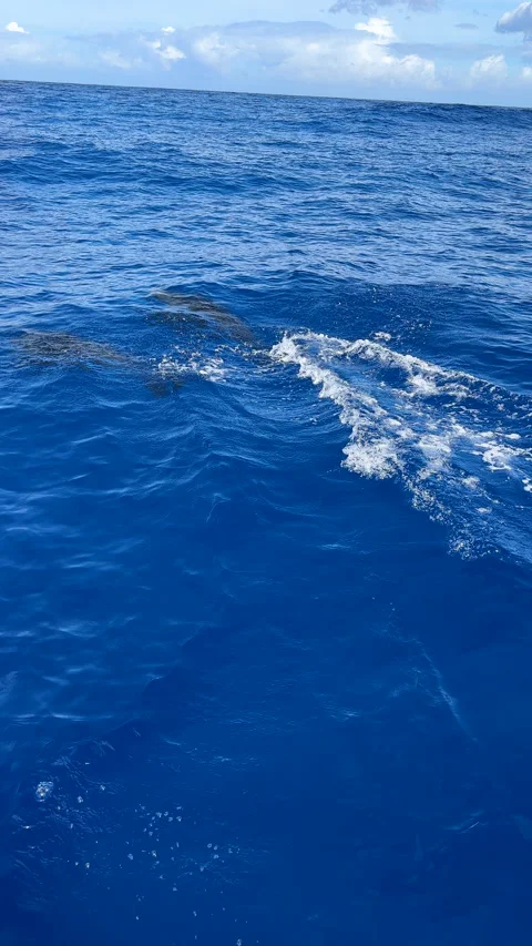 Dolphins playfully surf the waves in the calm waters off the coast of Mauritius. Video stock 302371262