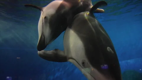 Dolphins Playfully Swimming Stock Footage 257837386