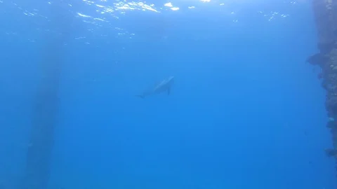 Dolphins playing beneath the surface in the Red Sea Stock Footage 128933903