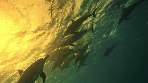 Dolphins playing in the blue water of Red sea. Golden sunset underwater shot of Stock Footage 165337623