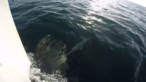 Dolphins playing with boat Stockbeeldmateriaal 82335471