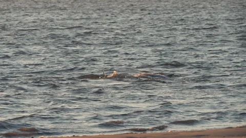Dolphins playing close to shore in the Edisto River, Seabrook Island Stock Footage 314970366