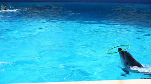 Dolphins playing. Stock Footage 37765347