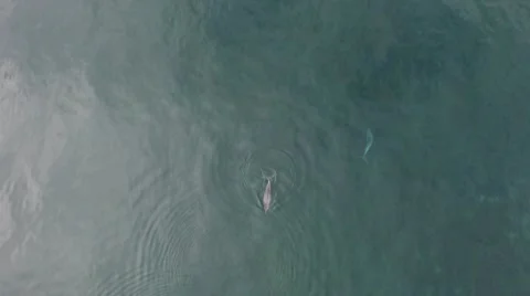 Dolphins Playing Stock Footage 52706903