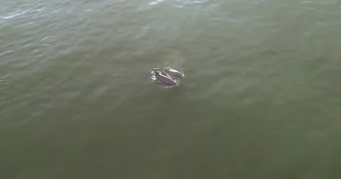 Dolphins Playing Stock Footage 79212252