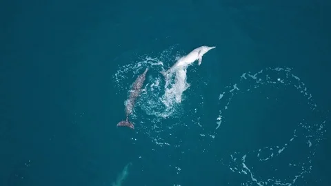 Dolphins Playing Stock Footage 95660000
