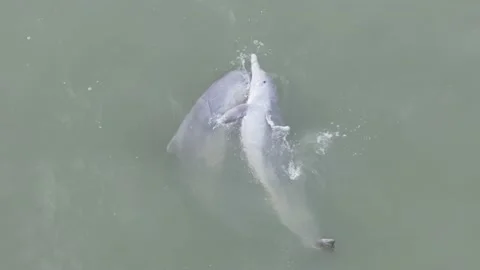 Dolphins playing Video stock 204994935