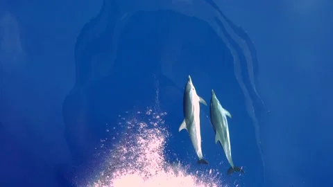 Dolphins playing in front of a boat sailing Stock Footage 150565958