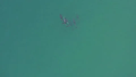 Dolphins playing In Malin Beg, Donegal, Ireland Stock Footage 266836508