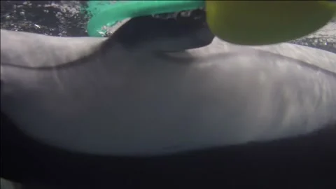 Dolphins playing with man made objects swim by upside down Stock Footage 231834969