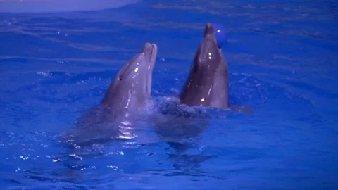 Dolphins playing in Pool and passing a ball to each other | Slowmotion | Video stock 134657584
