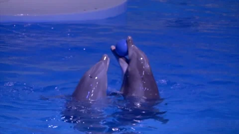 Dolphins playing in Pool and passing a ball to each other Vídeo Stock 134657649