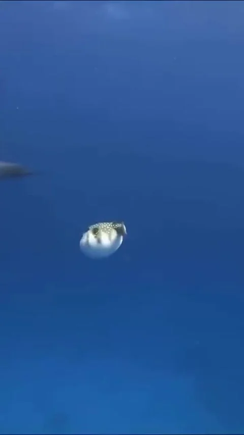 Dolphins playing with puffer fish Stock Footage 319729896