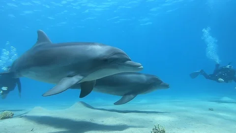 Dolphins playing with scuba divers, red sea 動画素材 113210367