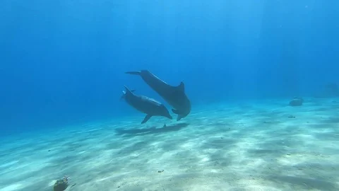Dolphins playing in slow motion in the Red Sea 動画素材 113299439