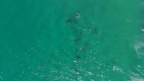 Dolphins Playing in the Surf – Overhead Drone 4K, Australia Stock Footage 317485666