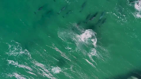 Dolphins Playing in the Surf – Overhead Drone 4K Zoom, Australia Stock Footage 317485694