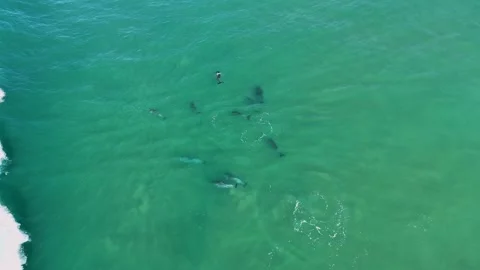 Dolphins Playing in the Surf – Overhead Drone 4K Zoom, Australia Stock Footage 317485812