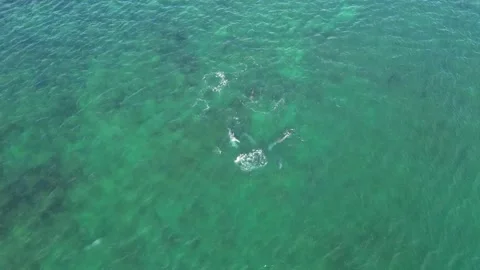Dolphins Playing Then Scattered by Passing Boat in New South Wales, Australia Stock Footage 313961059