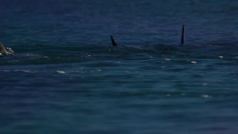 Dolphins playing underwater Stock Footage 88454187