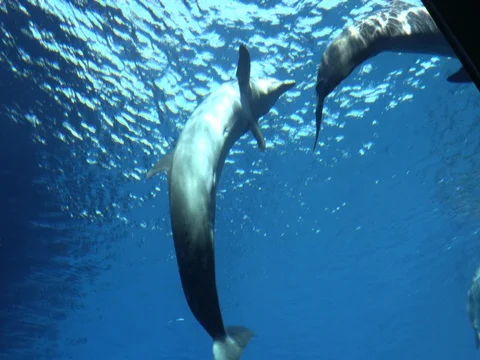 Dolphins playing in the water Stock Footage 71812412