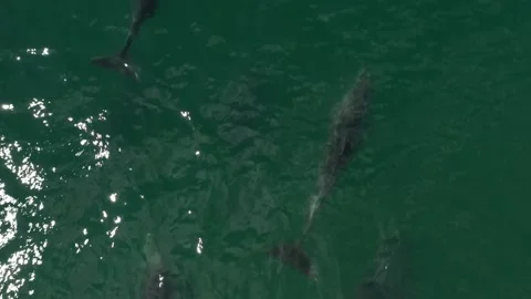 Dolphins pod birdPOV Stock Footage