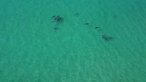 Dolphins pod Video stock 158782634