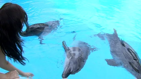 Dolphins in pool 動画素材 591615