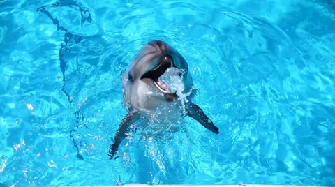 Dolphins in the pool. Stock Footage 37765620