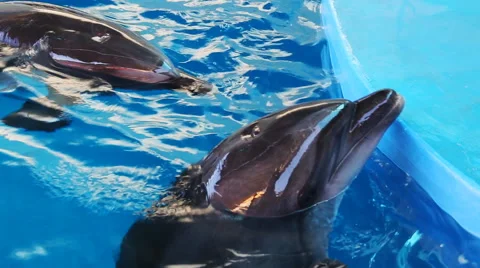 Dolphins in the pool Stock Footage 54927942