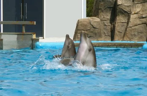 Dolphins in the pool Stock Photos
